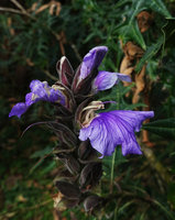 Acanthus eminens, flowers, 2300 m asl, Bale NP, Ethiopia