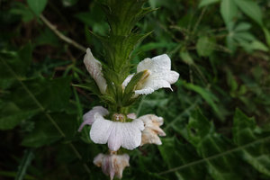 Acanthus montanus, an alien west African species introduced during colonial period, flowers and bracts, Selama, Perak, Malaysia