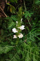Acanthus montanus, an alien west African species introduced during colonial period, Selama, Perak, Malaysia