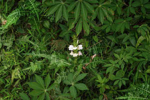 Acanthus montanus on the banks of a river, an alien west African species introduced during colonial period, Selama, Perak, Malaysia