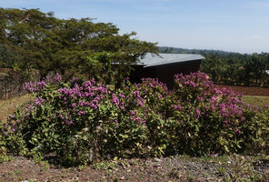 Acanthus polystachyus installed as a flowering defensive hedge, Sodo, Wolayta, Ethiopia