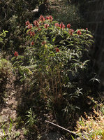 Acanthus sennii, much branched flowering individual, Addis Zemen, Amhara, Ethiopia