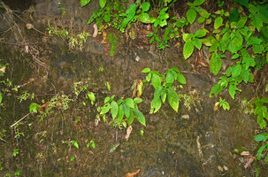 Achimenes sp. in cracks of a vertical cliff, el Tepozteco, Cuernavaca, Mexico