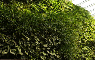 Acorus gramineus and Asarum sp. on the vertical garden, Shinkansen station, Yamaguchi, Japan