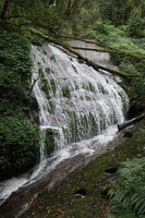 Acorus gramineus, a rheophytic species fixed on vertical rocks in a forest waterfall, Doi Inthanon NP, 2300 m asl, Thailand