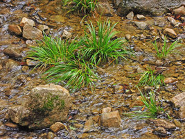 Acorus gramineus as a rheophyte, Yamaguchi, Japan