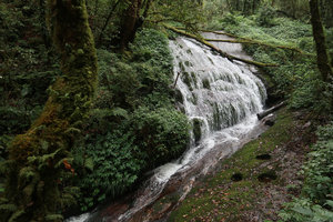 Acorus gramineus in a forest waterfall, surrounded by Elatostema sp., Doi Inthanon NP, 2300 m asl, Thailand