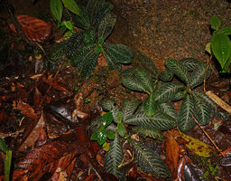 Acranthera ceylanica, at the base of a rock, Sinharaja, Sri Lanka
