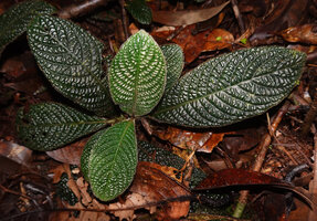 Acranthera ceylanica, bullate hairy leaves, mostly along the margin and main veins, Sinharaja, Sri Lanka