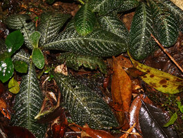 Acranthera ceylanica, bullate leaves with silver design along the midrib, Sinharaja, Sri Lanka