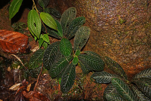 Acranthera ceylanica, rosettes appressed to a vertical seeping rock close to a waterfall, Sinharaja, Sri Lanka