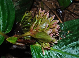 Acranthera sp. aff. bullata, flowering stem after anthesis, Danum Valley, Sabah, Borneo