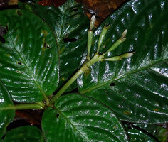 Acranthera sp. aff. bullata, maturing cylindrical fruits, Danum Valley, Sabah, Borneo