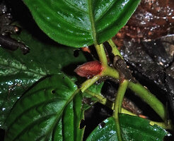 Acranthera sp. aff. bullata, reddish stipules, Danum Valley, Sabah, Borneo