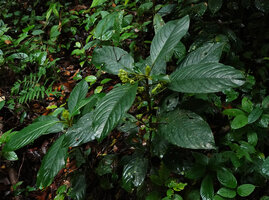 Acranthera frutescens in forest understory, Danum Valley, Sabah, Borneo