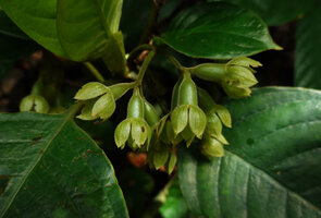 Acranthera frutescens, maturing fruits with persistent green calyx lobes, Danum Valley, Sabah, Borneo