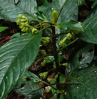 Acranthera frutescens, maturing fruits with persistent green sepals, Danum Valley, Sabah, Borneo
