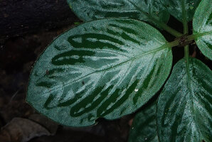 Acranthera sp. aff. bullata, plicate and bullate silver designed leaf, Danum Valley, Sabah, Borneo
