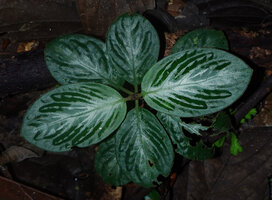Acranthera sp., Danum Valley, Sabah, Borneo