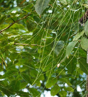 Acriopsis liliifolia, branched photosynthetic inflorescence axes, Deramakot FR, Sabah, Borneo