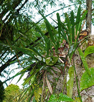 Acriopsis liliifolia, erect leaves and dense root system, Deramakot FR, Sabah, Borneo
