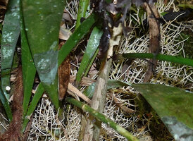 Acriopsis liliifolia, erect litter trapping roots, Deramakot FR, Sabah, Borneo