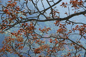 Acrocarpus fraxinifolius in full bloom during the dry season, Coonoor, Nilgiris, India