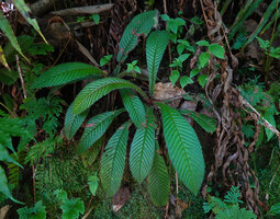 Acrotrema intermedium, adult plant with funnel leaf distribution quite similar to the Malesian Gesneriaceae of the genus Codonoboea growing in the same vertical habitat, Kitulgala, Sri Lanka