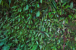 Acrotrema intermedium, dense population on a vertical rocky bank, Kitulgala, Sri Lanka