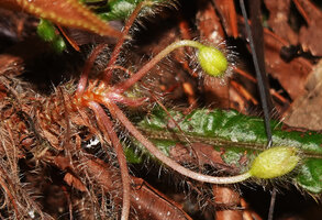 Acrotrema intermedium, distichous inflorescence, all parts densely hairy, Kitulgala, Sri Lanka
