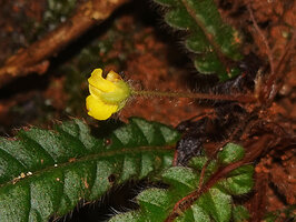 Acrotrema intermedium, flower at early anthesis, peduncle and narrow sepals densley covered with long transparent hairs, Kitulgala, Sri Lanka