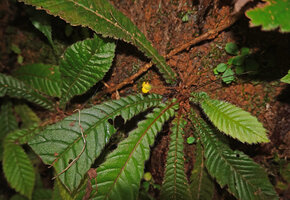 Acrotrema intermedium, individual with an inflorescence reduced to a single flower, Kitulgala, Sri Lanka