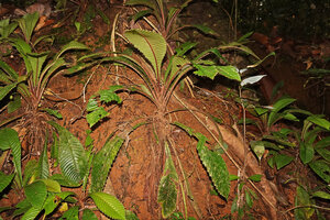 Acrotrema intermedium, lateral view of the characteristic torus erect leaf arrangement, this global leaf display being different from the other Acrotrema species with leaves appressed to the support, Makandawa FR, Sri Lanka
