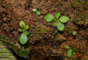Acrotrema intermedium, seedlings on vertical earth bank, the youngest with the two opposite cotyledons, Kitulgala, Sri Lanka