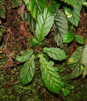 Acrotrema intermedium, young plant with leaves slightly appressed to the vertical substrate thus revealing the sheathing leaf bases, Kitulgala, Sri Lanka