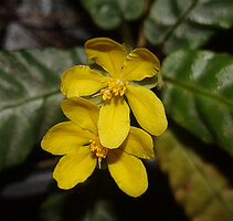 Acrotrema lanceolatum, two flowers at anthesis; Makandawa, Sri Lanka
