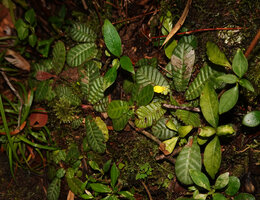 Acrotrema uniflorum, a flowering individual with most petals already fallen, Fishing Hut, Maskeliya, Sri Lanka 