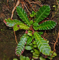 Acrotrema uniflorum, a form with single axillary hairy flower, Sinharaja, Sri Lanka