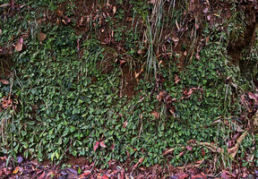 Acrotrema uniflorum and Neurocalyx championii dense mixed population on a vertical lateritic rock face, Kanneliya FR, Sri Lanka