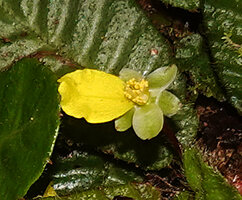 Acrotrema uniflorum, quite wide greenish spoon shaped sepals, one petal and central staminal bunch, Fishing Hut, Maskeliya, Sri Lanka 
