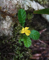 Acrotrema uniflorum, small flowering individual with solitary proportionally big flower, Fishing Hut, Maskeliya, Sri Lanka 