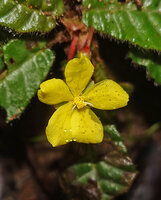 Acrotrema uniflorum, solitary axillary flower with 5 bright yellow petals, numerous stamens and free styles, Fishing Hut, Maskeliya, Sri Lanka 