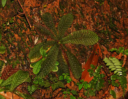 Acrotrema uniflorum var. bullatum, almost invisible on lateritic vertical rocky bank, Sinharaja, Sri Lanka