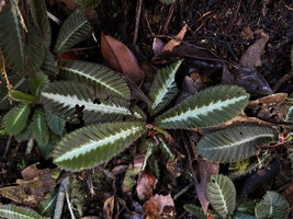 Acrotrema walkeri, an individual with bright silver white design along the midrib and brownish dark green blade, Sinharaja, Sri Lanka