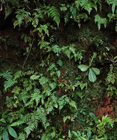 Acrotrema walkeri on a vertical rock face, Makandawa FR, Sri Lanka