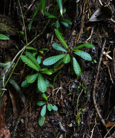 Acrotrema lanceolatum, individuals with faint silver design along the veins, Makandawa FR, Sri Lanka