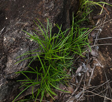 Actinopteris pauciloba in a rock fissure, Sitalike, Katavi NP, Tanzania