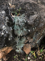 Actinopteris radiata in vertical rock fissure,  Arba Minch, Ethiopia