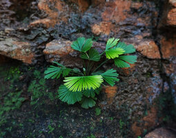 Actinopteris radiata on vertical seeping and shaded rock face, Kimboza FR, Uluguru Mts, Tanzania
