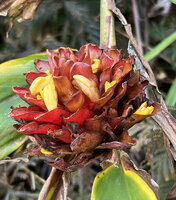 Adelmeria pinetorum, inflorescence, Banaue, 1700 m asl, Luzon, Philippines